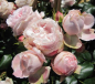 Preview: Kletterrose Nostalgierose Giardina